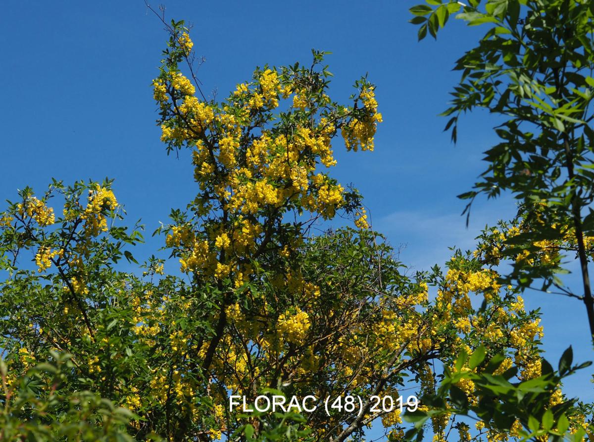 Laburnum, Common plant